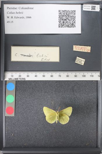 Media type: image;   Entomology 124602